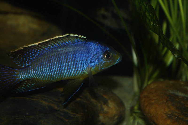 Protomelas sp. 'steveni imperial' Pombo Rocks